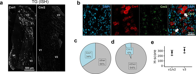 Spatial distribution of the Cnr1 and Cnr2 receptors in neurons of the trigeminal ganglion (TG). (a) ISH image panels depicting distribution of Cnr1 and Cnr2 in a TG section. (b) Magnified images showing co-labeling of Cnr1 and Cnr2 in TG neurons. Note the increased abundance of Cnr1 (red) in the TG compared to Cnr2 (green) which is occasionally present within Cnr1 neurons (arrows). (c) Pie chart representing the proportion of TG neurons (n = 5190) expressing Cnr1 transcripts. (d) Pie chart representing the proportion of TG neurons (n = 5190) expressing Cnr2 transcripts. (e) Comparison of Cnr1 H-score between the primary branches (V1/V2 vs V3) of TG (n = 3 mice/region). H-score is the weighted histological score, and data are presented as mean ± SEM
