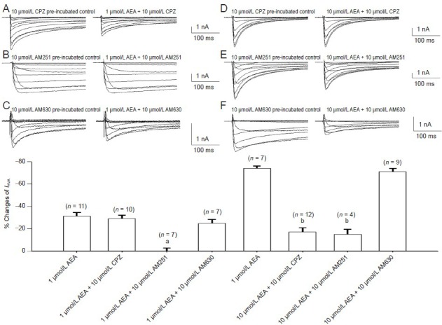 Cannabinoid and TRPV1 receptor involvement in the inhibition of high voltage-activated Ba2+ currents (IHVA) by 1 and 10 μmol/L anandamide in rat trigeminal ganglion neurons.Pre-incubation with capsazepine (A) or AM630 (C) did not affect IHVA inhibition by 1 µmol/L anandamide. (B) Pre-incubation with AM251 abolished IHVA inhibition by 1 µmol/L anandamide. The decrease in IHVA induced by 10 µmol/L anandamide was partially attenuated by pre-infusion with capsazepine (D) or AM251 (E). Pre-incubation with AM630 (F) had no effect on 10 µmol/L anandamide-induced inhibition of IIHVA. (G) Summary data of the effect of cannabinoid and TRPV1 receptor antagonists on the inhibition of IHVA by 1 and 10 µmol/L anandamide. aP < 0.01, vs. inhibition induced by 1 µmol/L anandamide (unpaired Student's t-test). bP < 0.01, vs. inhibition induced by 10 µmol/L anandamide (unpaired Student's t-test). Data are expressed as mean ± SEM. n: number of neurons tested. CPZ: Capsazepine; AEA: anandamide.