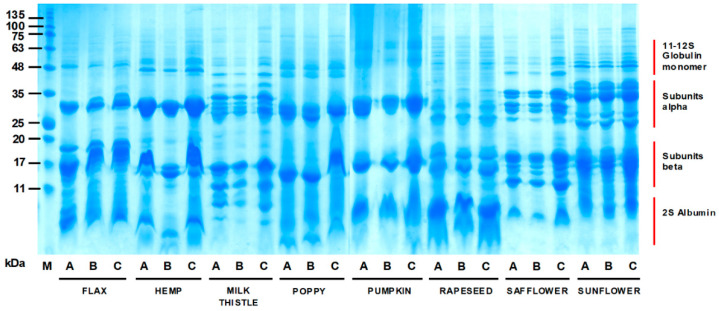 SDS-PAGE protein profiles of the oilseed cake flours under reducing conditions: M—molecular weight marker in kDa; A—whole oil cake flour; B—flour fraction above the 250 µm size; C—flour fraction below the 250 µm size.