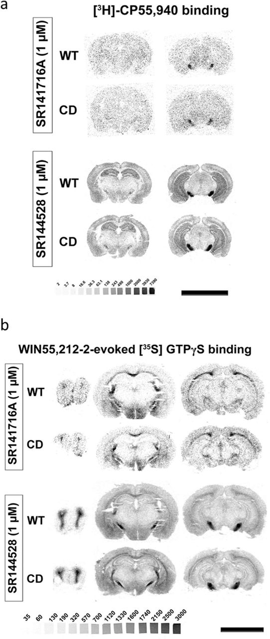 CD mice alterations in cannabinoid receptor density and activity are specific for CB1R. (a) Representative image of [3H]CP55,940 radioligand binding autoradiography. [3H]CP55,940 radioligand binding in brain slices was blocked with rimonabant but not with the CB2R antagonist SR144528. (b) Representative images of WIN55,212-2-evoked [35S]GTPγS binding. The increase in WIN55,212-2-stimulated [35S]GTPγS binding in brain slices was blocked in the presence of the CB1R antagonist rimonabant, but not with SR144528.