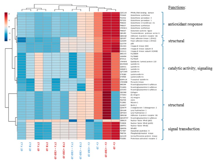 Heat map and clustering for the top 50 proteins (with smallest Q-value) from control skin fibroblasts and irradiated with UVA (20 J/cm2), UVB (200 mJ/cm2) or/and treated with cannabidiol (CBD, 4 µM) in two-dimensional (2D) or three-dimensional (3D) culture model.