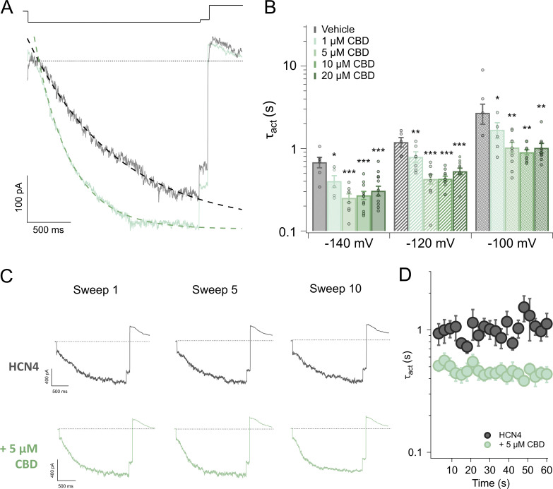 Effect of CBD on activation kinetics of holo-HCN4 channels. (A) Superimposition of activation epoch (−120 mV) pre- (black) and post-treatment with 5 µM CBD (green), dotted line shows 0 current. Single exponential fit of activation epochs shown in dashed lines. (B) Average activation τ ± SEM between −140 and −100 mV. One-way ANOVA and post-hoc Tukey’s test found all concentrations of CBD significantly sped activation compared with vehicle (*P < 0.05; **P < 0.01; ***P < 0.001). Additionally at −120 mV, treatment with 5–20 µM CBD significantly sped activation compared to treatment with 1 µM CBD (P < 0.02). (C) Use-dependence 1/3 Hz protocol at −120 mV pre (black) and posttreatment with 5 µM CBD (green), sweep 1, 5, and 10 shown. The effect of CBD does not change over time. Dotted line shows 0 current. (D) Average τact ± SEM at −120 mV during 1/3 Hz protocol (n = 7), total of 20 sweeps. Unpaired Student’s t test found CBD significantly sped activation (P < 0.03), but that after treatment with 5 µM CBD sweep 1 τact is not significantly different than sweep 20 τact (P > 0.2). Thus, the effect of CBD does not change over the course of 60 s.