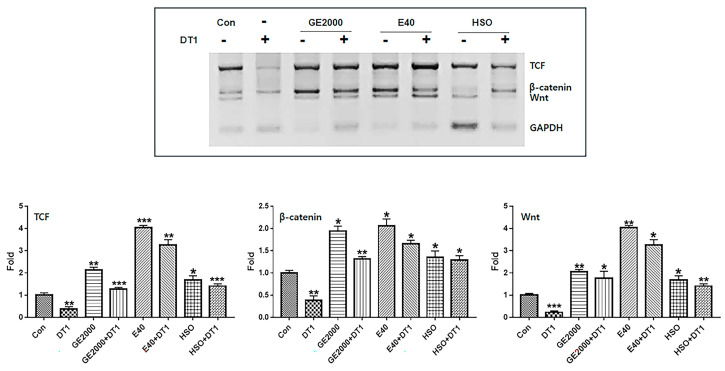 Comparison of two materials and hemp seed oil for preventive effects against alopecia. Levels of alopecia-preventing genes in hair follicle dermal papilla stem cells (HFDPSCs) exposed to three materials (GE2000, germinated hemp seed extract 2000 μg/mL; E40, induced exosomes 40 μg/mL from HFDPSCs exposed to 50% ethanolic extract; HSO, hemp seed oil 1000 μg/mL) under dihydrotestosterone 1 ng/mL (DT1) (* p < 0.05; ** p < 0.01; *** p < 0.001).