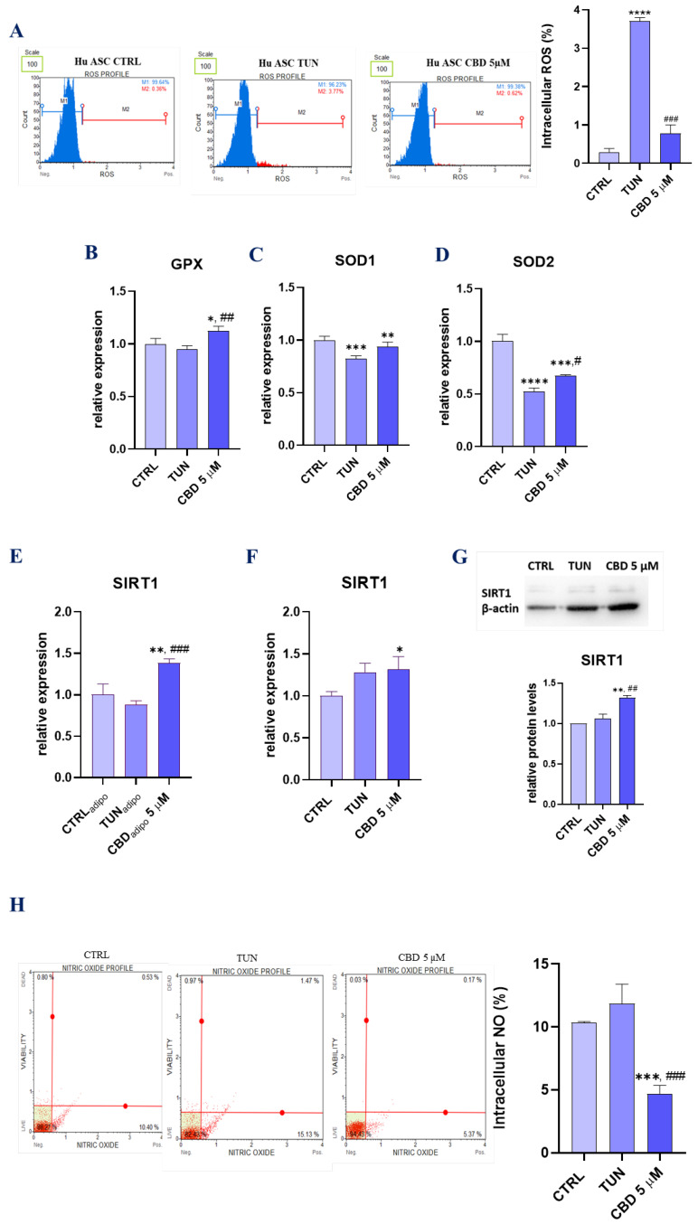 Assessment of oxidative stress (CBD attenuates oxidative stress in affected with tunicamycin ASCs). Generation of ROS induced by tunicamycin and effect of CBD on oxidative stress. The plots show the percentages of ROS − (M1) and ROS + (M2) for one representative experiment. The graph represents the summary mean percentages ± SD of ROS + cells from three repetitions (A). Effects of gene expression for GPX (B), SOD1 (C), SOD2 (D), SIRT1 for native cells (F), and SIRT1 for audiogenic cells (G) were measured by RT-qPCR. Cells were assayed with MUSE Nitric Oxide staining to measure the percentage of NO; profile plots are presented. Bar charts depicting percentage of NO (H). Western blot for SIRT1 estimation (E). Asterisk (*) refers to a comparison of groups treated with tunicamycin (TUN) and CBD (CBD 5 µM) to untreated healthy cells (CTRL). Hashtag (#) refers to comparison of group treated with CBD (CBD 5 µM) to group treated with tunicamycin (TUN). */# p < 0.05, **/## p < 0.01, ***/### p < 0.001, **** p < 0.0001 while non-significant differences are not marked. Statistics were performed by one-way ANOVA test.