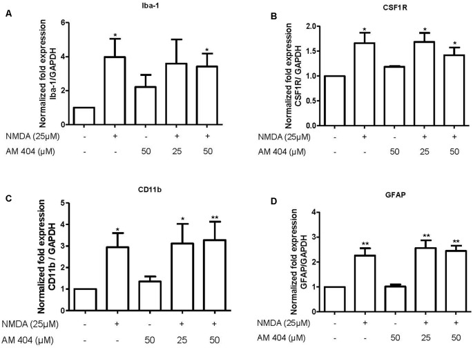 Effect of AM404 on microglia and astrocyte after 25 μM NMDA in OHSC. The OHSCs were pre-treated with two concentrations of AM404 (25 or 50 μM) for 30 min before stimulating with 25 μM NMDA. After 4 h, microglia markers, Iba-1 (A), CSF1R (B) and CD11b (C), an astrocyte marker, GFAP (D) were measured by qPCR. Data are expressed as mean ± SEM of at least three OHSCs/group. *p < 0.05, **p < 0.01 with respect to negative control (one-way ANOVA followed by the Newman–Keuls post-test).
