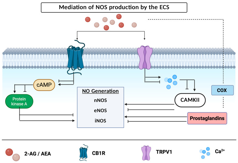 Mediation of NOS production by the ECS. Endocannabinoids AEA and 2-AG activate the CB1 or TRPV1 receptor are broken down by COX enzyme into prostaglandin metabolites. CB1R activation leads to either inhibition or stimulation of cAMP, PKA. Created in BioRender.com.