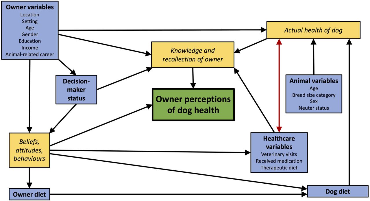 Flow diagrams illustrating possible pathways for associations between owner perceptions of dog health and the owner, animal and healthcare variables.The green box depicts the outcome variable (owner perception of health), blue boxes depict the predictor variables and yellow boxes depict possible mechanisms through which predictor variables may act. Arrows represent the most likely direction of associations, which are unidirectional except for associations between actual dog health and healthcare variables (red double-headed arrow), because these might plausibly act in both directions. (a) Possible associations amongst all available variables within the all-owner dataset; as illustrated, owner perceptions of health will be associated with the actual health of the dog, but the effect could be modified by owner knowledge and recollection, as well as being influenced by attitudes, beliefs and behaviours; decision-maker status has the potential to influence both of these. (b) Possible associations amongst all available variables for the primary decision-maker dataset, where any variance from the decision-maker variable is eliminated by removal of owners who are not primary decision-makers; this has the effect of simplifying possible pathways through which the variables act. (c) Possible associations amongst variables in models on the primary decision-maker dataset where the healthcare variables are not included; as illustrated, the impact of this is different from (b) because no data or variance are removed; therefore, although the healthcare variables are ignored in the modelling, the variance associated within them remains within the dataset, with the potential to affect poor performance.