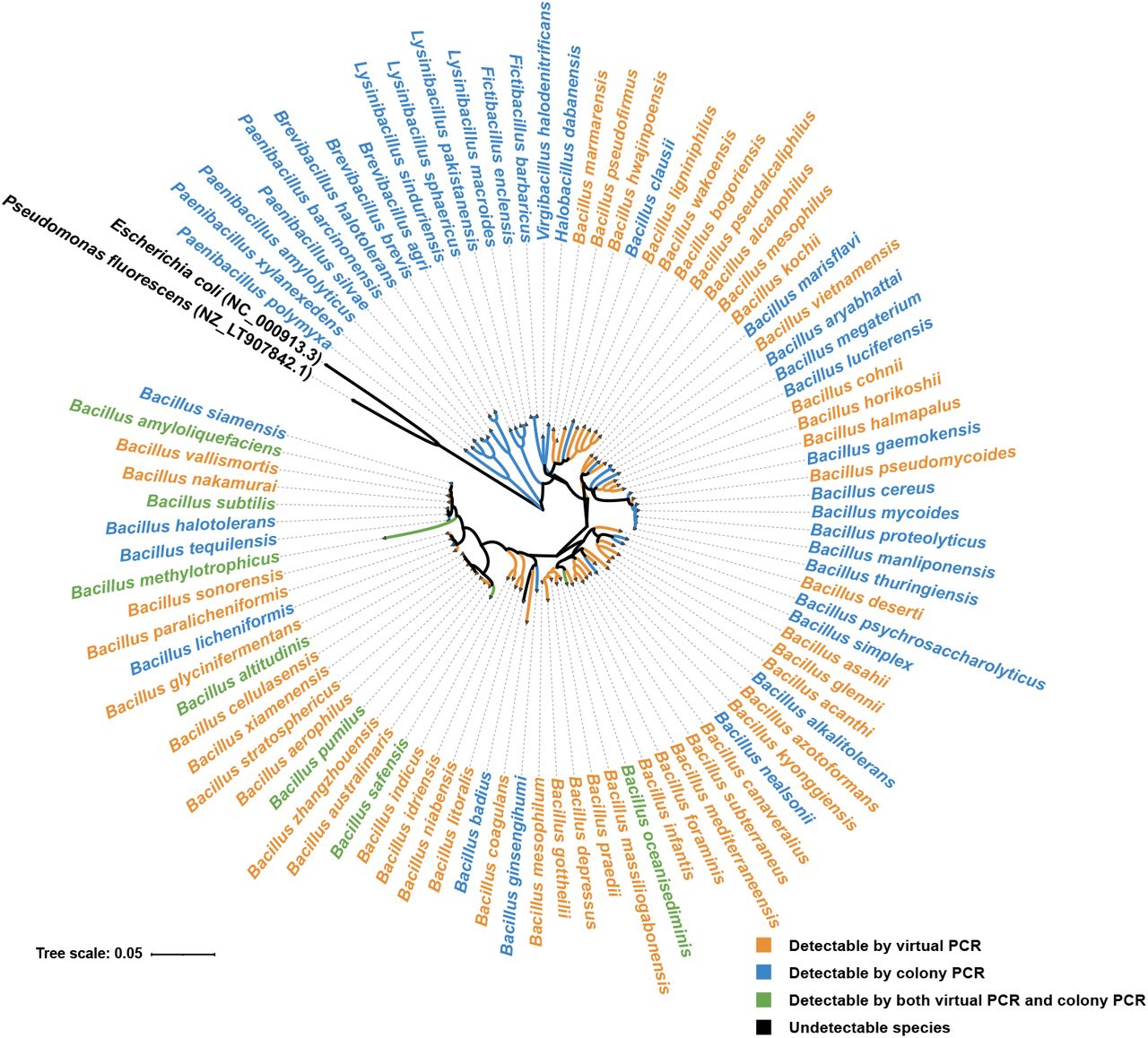 The amplification ability of the primer pair gyrA3 of Bacillus species and related species performed by computer simulation and in situ amplification. The Bacillus species indicated by the orange color (48 species) represent the species in the database that were matched by gyrA3 only in virtual PCR. The Bacillus species in blue color represented strains that can be amplified by gyrA3 only by colony PCR. These strains included 21 Bacillus species and 16 Bacillus’s related genera species. The Bacillus species in green color (7 species) represent strains that can be amplified by two methods: virtual PCR and colony PCR. The Bacillus species in black color (2 species) represent strains that cannot be amplified in virtual PCR nor by colony PCR. The phylogenetic tree was constructed based on 16S rRNA gene (1302bp).