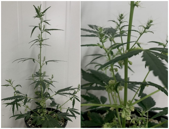 IPK_36 individual exhibiting monoecious sex expression with the male associated panicle inflorescence structure. (Garcia-de Heer, 2022).