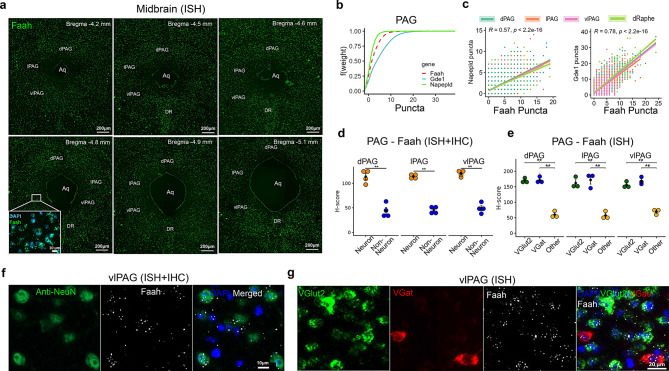 Spatial distribution of AEA metabolizing enzyme transcripts in the midbrain periaqueductal gray (PAG) and dorsal raphe (DR). (a) Distribution of AEA hydrolyzing enzyme, Faah, in the rostro-caudal extent of the PAG, with an inset representing Faah ISH staining in DAPI+ cells in the ventrolateral PAG (vlPAG). (b) empirical cumulative distribution function (ECDF) of puncta counts of AEA synthesizing and hydrolyzing enzymes in the PAG shows predominance of Gde1 compared to Faah and Napepld (Gde1>Faah>Napepld). (c) Correlation between AEA synthesizing enzymes (Napepld or Gde1) and AEA hydrolyzing enzymes (Faah) puncta counts in the different subdivisions of the PAG and DR. (d) Comparison of Faah H-score (ISH) between neurons (NeuN+) and non-neuronal cells (DAPI) in the PAG. (e) Comparison of Faah H-score between VGlut2+, VGat+ neurons and other cell types in the PAG. The H-score represents a weighted histological score. (f) Representative images from dual ISH and IHC show presence of Faah puncta (white) in NeuN+ (green) and DAPI+ (blue) cells. (g) The ISH image panel shows predominant presence of Faah puncta (white) in both Vglut2+ (green) and Vgat+ (red) neurons in the ventrolateral PAG (vlPAG) compared to DAPI+ (blue) cells. Abbreviations: dPAG - dorsal PAG; lPAG - lateral PAG; vlPAG - ventrolateral PAG; aq - aqueduct. Data in (d–e) are presented as mean ± SEM (n = 3–4 mice/cell type). *p < 0.05, **p < 0.01, *** p < 0.001 and **** p < 0.0001