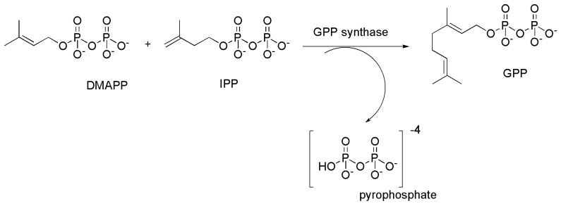 Synthesis of geranyl pyrophosphate (GPP) from dimethylallyl pyrophosphate (DMAPP) and isopentenyl pyrophosphate (IPP) catalyzed by geranyl pyrophosphate synthase.