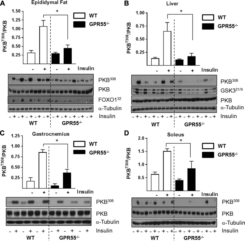 GPR55 deficiency is associated with impaired insulin signaling in peripheral tissues. Lysates prepared from epididymal fat tissue (A), liver (B), gastrocnemius muscle (C), and solei (D) of WT and GPR55−/− mice stimulated with or without insulin (2 mU/g body weight for 10 min) were immunoblotted using the antibodies against phospho (Thr308) and native PKB, FOXO, GSK3, and α-tubulin as shown. Values presented are the mean ± sem from 5 individual animals. *P < 0.05.