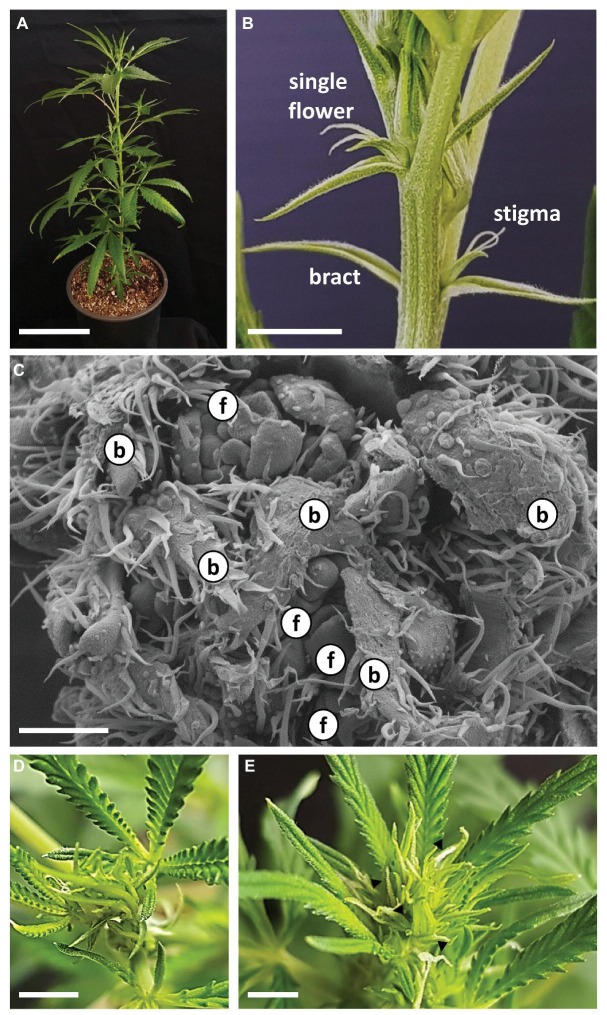 Growth and development of Cannabis following transition to short photoperiod conditions. (A) Cannabis plant “NB140,” 5 days after transition to short photoperiod conditions. Bar = 10 cm. (B) Apical part of main shoot of “NB140,” 5 days after transition to short photoperiod conditions. Bar = 0.5 cm. (C) Scanning electron photomicrographs of apical meristem after 7 days of growth under short photoperiod conditions. Bar = 200 μm. (D) and (E) Shoot apex of “NB140” after 11 and 12 days of growth under short photoperiod conditions. (E) Apex phase determined as first day of visible inflorescence. Bars = 0.5 cm. b, bract primordium; f, flower primordium; arrowheads, stigmata.