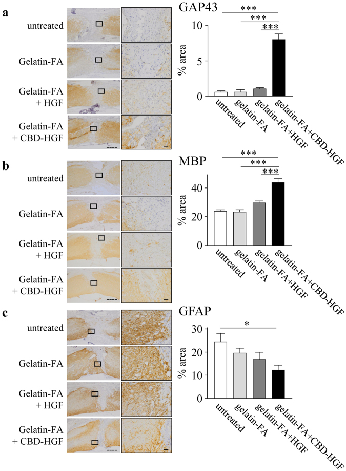 Axonal growth after spinal cord transection injury. Mice subjected to a transection injury were treated with gelatin-FA hydrogel alone, gelatin-FA hydrogel + CBD-HGF or gelatin-FA hydrogel + HGF. Untreated mice were used as controls (5 mice each per 4 groups). Immunohistochemistry for GAP43 (a), MBP (b) and GFAP (c) at the injury sites was performed 8 weeks post-injury. Left: Representative photographs from each group. The scale bar indicates 500 µm (dotted line) and 50 µm (solid line). Right: Immunopositive areas were measured under a microscope and percent area is shown. *p < 0.05, ***p < 0.001.