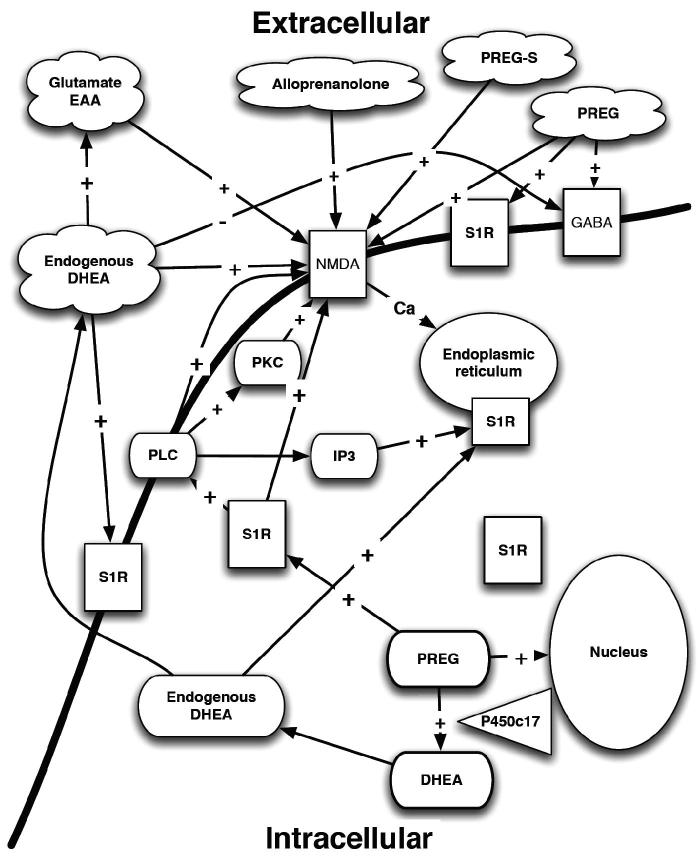 Neurosteroids and their interactions with σRs. PLC – phospholipases C; PKC – protein kinase C; PKCi – protein kinase C inhibitor; S1R – sigma1 receptor; IP3 – inositol triphosphate; EAA – excitotoxic amino acid; GABA – γ-aminobutyric acid; NMDA – N-methyl-d-aspartate receptor; Ca – calcium; DHEA – dihydroepiandrosterone; PREG – pregnenolone; PREG-S – pregnenolone sulfate ester; P450c17 – cytochrome P450 C17.