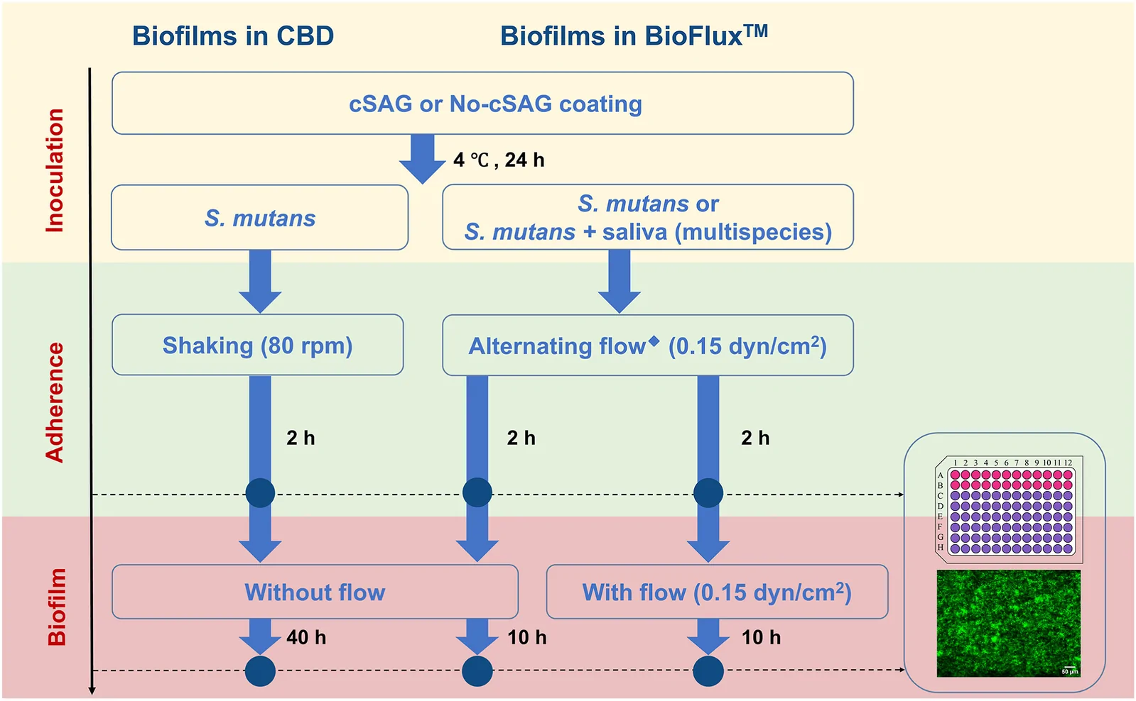 Flowchart illustrating experimental procedures for adherence and biofilms using Calgary Biofilm Device (CBD) and BioFluxTM. Adherence and biofilm were conducted in adherence buffer and biofilm growth medium, respectively. ● refers to measurement or imaging time points. Adherence and biofilm in CBD and BioFlux™ were quantified using resazurin assays and imaging acquisition, respectively. ◆ refers to alternating forward and reverse flow for 10 s every 20 min cSAG, crude salivary agglutinin. No-cSAG, coating buffer only.