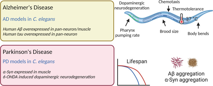 Neurodegenerative disease models in C. elegans used to study cannabinoid effects on healthspan and lifespan. Created with www.biorender.com