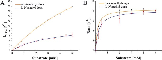 Pre–steady-state (A) and steady-state kinetics (B). The data for the racemic N-methyl-dopa and the l-stereoisomer are shown as orange and blue lines, respectively. The standard deviations were calculated based on three measurements for each substrate concentration.