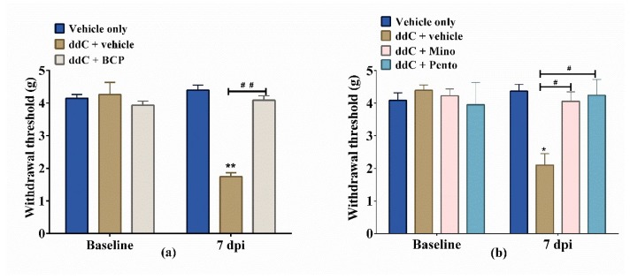 β-Caryophyllene (BCP), minocycline (Mino) and pentoxifylline (Pento) prevent the development of 2′-3′-dideoxycytidine (ddC)-induced mechanical allodynia in female BALB/c mice. The effect of treatment with (a) BCP, (b) minocycline and pentoxifylline on the development of ddC-induced mechanical allodynia at day 7 post-first-injection (dpi) of ddC. Each bar represents the mean ± SEM of values obtained from seven to eight animals. * p < 0.05, ** p < 0.01 compared to vehicle-only-treated control mice at day 7, and # p < 0.05, ## p < 0.01 compared to mice treated with ddC + vehicle (two-way repeated measures ANOVA followed by Sidak’s multiple comparisons test).