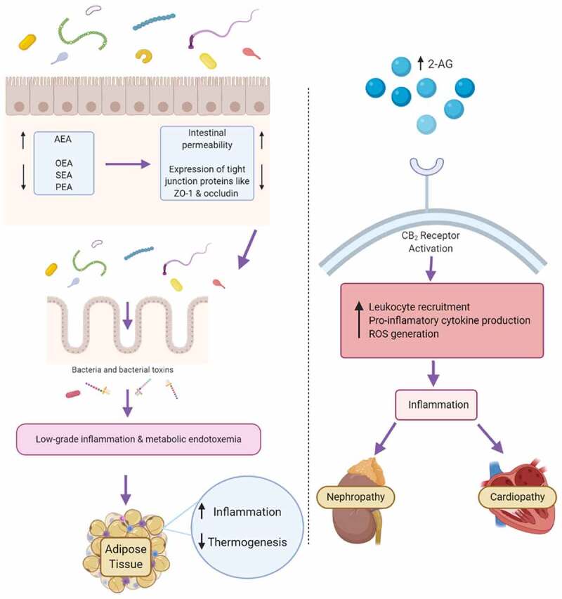 Pro-inflammatory signaling downstream of endocannabinoid receptor activationElevated endocannabinoid system tone can drive inflammation. Predominantly CB1 agonists like AEA can induce gut permeability, causing a ‘leaky’ gut. This can lead to the onset of metabolic endotoxemia as toxins such as LPS traverse the epithelial barrier to drive inflammatory signaling. 2-AG activation of CB2 receptors also has pro-inflammatory signaling effects in pathological settings, leading to leukocyte recruitment, pro-inflammatory cytokine production and ROS generation. Created with BioRender.com