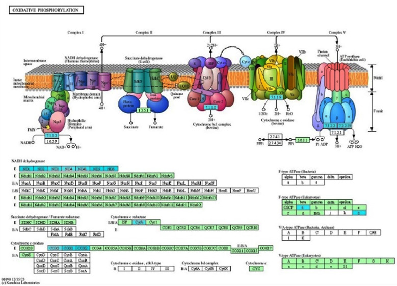 Oxidative phosphorylation pathway based on the KEGG database in severe AD. The downregulated genes involved in oxidative phosphorylation (highlighted in turquoise) in severe AD were identified using the GSEA method in WebGestalt.