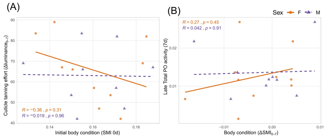 Pearson correlation analyses evaluating potential physiological and immunological trade-offs in Tenebrio molitor during early adult maturation, stratified by sex (females and males). (A) Correlation between the initial structural condition (SMI 0 d) and the cuticular tanning effort (ΔLuminance0–7). (B) Correlation between PO activity at 7 d post-eclosion and the absolute change in relative body condition (ΔSMI0–7).