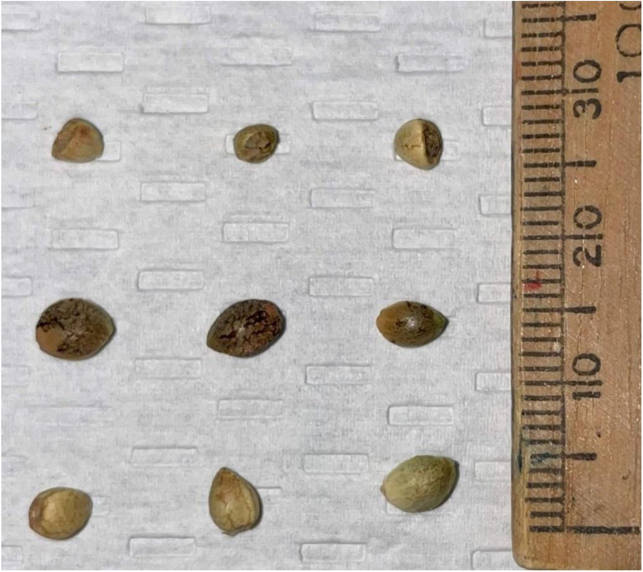 Seeds were collected from 14 homogametic (n = 8) and heterogametic (n = 6) triploid Cannabis sativa plants. Seed quality and variability varied considerably throughout. Some seeds were observed to be hallowed and malformed (Top row) while others were immature (Bottom row). However, it was observed that some seeds developed normally and did not have any malformities (Middle row). Seeds of all qualities were found in both homogametic and heterogametic plants.