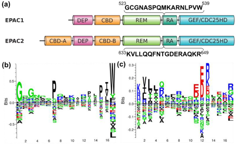 Isoform-specific sequence motifs of EPACs. (a) Alignment of human EPAC1 and EPAC2 with sequences spanning the isoform-specific motifs highlighted. Position-specific and isoform specific sequence motifs, with sequence weighting, and two-sided representation of amino acid enrichment and depletion, in EPAC1 (b) and EPAC2 (c) RA domain.