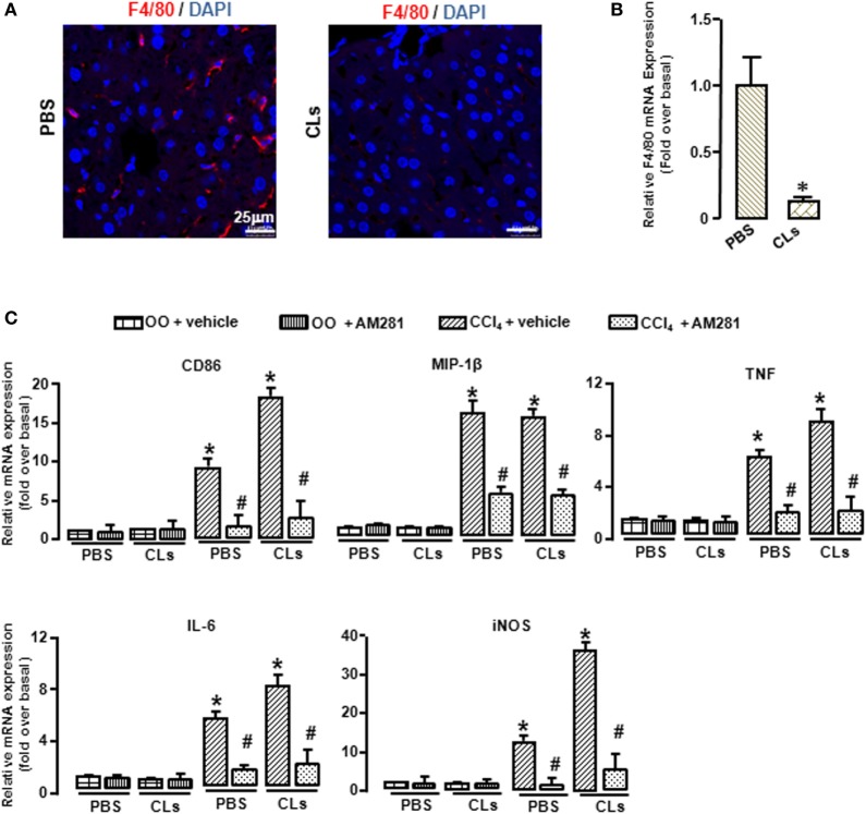 Blockade of CB1 reduced the polarization of bone marrow-derived monocytes/macrophages (BMMs) toward M1 phenotype but had no effect on that of Kupffer cells in vivo. The clodronate liposome injection was performed to delete Kupffer cell. Elimination efficiency was measured by immunofluorescence and RT-qPCR. Representative liver images were showed by confocal microscopy to track macrophages (F4/80+, red) (A). DAPI was used to visualize nuclei (blue). Scale bars, 25 µm. The mRNA level of F4/80 was measured (B). M1 markers were determined by RT-qPCR (C). *P < 0.05 compared with the group of olive oil administration on the same time (n = 6/group).