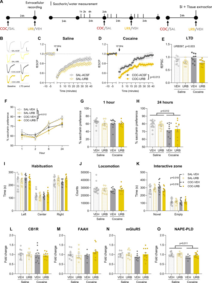 URB597 (1 mg/kg) prevents the cocaine (20 mg/kg)-induced impairment in eCB-LTD and sociability. (A) Mice were treated with cocaine/saline and 24 h later eCB-LTD was measured with the presence of absence of URB597. Other cohorts of mice were treated with cocaine/saline and URB597/vehicle 24 h and 30 min, respectively, prior to being tested saccharin preference, social behavior, and gene expression levels. (B) Representative trace during baseline (− 10–0 min) and LTD expression period (30–40 min) of a SAL-treated mouse. Scale: 0.1 mV, 5 ms. (C) Average time courses of eCB-LTD for SAL-ACSF (n = 13) and SAL-URB (n = 10) groups. (C) Representative trace during baseline and LTD expression period of a COC-treated mouse. Scale: 0.1 mV, 5 ms. (D) Average time courses of eCB-LTD for COC-ACSF (n = 12) and COC-URB (n = 11) groups. (E) fECSPs during the LTD expression period showing that URB597 rescues the cocaine-induced loss of eCB-LTD. (F) Gene expression levels of CB1R, (G) FAAH, (H) mGluR5 and (I) NAPE-PLD 24 h and 30 min following cocaine/saline and URB597/vehicle administration, respectively (SAL-VEH, n = 10–11; SAL-URB, n = 8–9; COC-VEH, n = 8–10; COC-URB, n = 10–12). (F) Cocaine-induced decrease in saccharin preference is not affected by URB597 at (G) 1 or (H) 24 h post URB597 administration (SAL-VEH n = 13, SAL-URB n = 11, COC-VEH n = 12 and COC-URB n = 10). (I) The time spent in each compartment during the habituation phase showed that mice did not show initial preference for neither the left nor the right compartment (SAL-VEH, n = 13; SAL-URB, n = 10; COC-VEH, n = 11; COC-URB, n = 12). (J) Locomotor activity during the habituation session was not affected by either treatment. (K) Time spent in the interactive zones for each group. URB597 prevented the cocaine-induced increase in the time spent interacting with the novel mouse. (L) Gene expression levels of CB1R, (M) FAAH, (N) mGluR5 and (O) NAPE-PLD after the social interaction test (SAL-VEH, n = 10–11; SAL-URB, n = 8–9; COC-VEH, n = 8–10; COC-URB, n = 10–12). SAL: saline, COC: cocaine, VEH: vehicle, URB: URB597, SI: social interaction, LTD: long term depression, fEPSP: field postsynaptic excitatory potential, CB1R: cannabinoid receptor 1, FAAH: fatty acid amide hydrolase, mGluR5: metabotropic glutamate receptor 5, NAPE:PLD: N-acylphosphatidylethanolamine-specific phospholipase D.