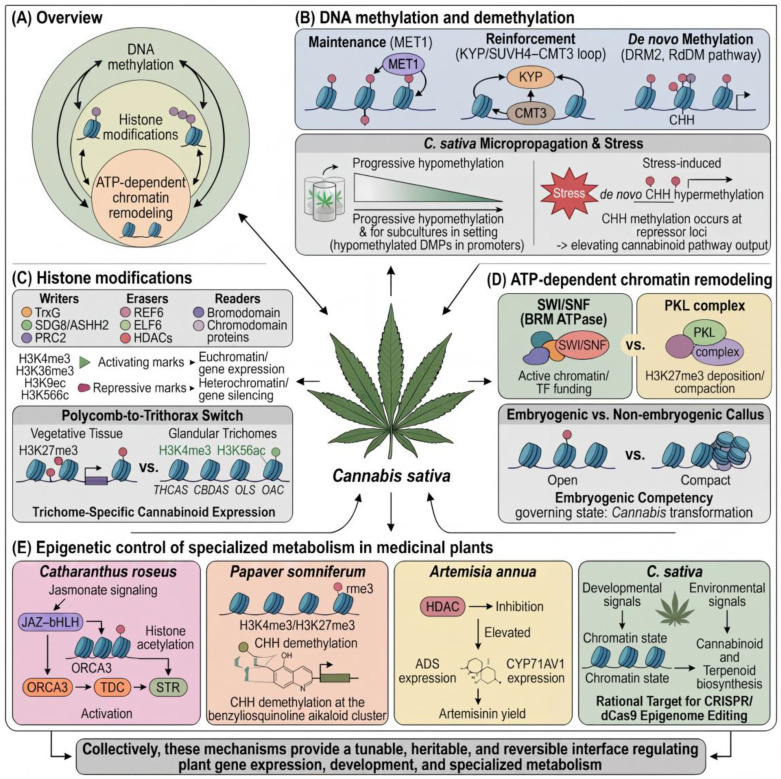 Three interconnected chromatin layers integrate developmental and environmental signals to regulate plant gene expression, development, and specialized metabolism. (A) Overview. Epigenetic regulation operates at the nucleosome and couples three interacting layers: DNA methylation, histone modifications, and ATP-dependent chromatin remodeling. (B) DNA methylation and demethylation. MET1 maintains CG methylation through replication, the KYP/SUVH4–CMT3 loop reinforces CHG methylation, and DRM2 establishes CHH methylation de novo through the RNA-directed DNA methylation (RdDM) pathway. During Cannabis sativa micropropagation, progressive hypomethylation accumulates across subcultures as heritable differentially methylated positions enriched in promoters, whereas stress induces de novo CHH hypermethylation at biosynthetic gene promoters to elevate cannabinoid pathway output. (C) Histone modifications. Writers (TrxG, SDG8/ASHH2, and PRC2), erasers (REF6, ELF6, and HDACs), and readers (bromodomain and chromodomain proteins) shape the modification landscape, which ranges from activating marks (H3K4me3, H3K36me3, H3K9ac, and H3K56ac) that establish euchromatin and gene expression to repressive marks (H3K27me3) that establish heterochromatin and gene silencing. In glandular trichomes, H3K4me3 and H3K56ac occupy THCAS, CBDAS, OLS, and OAC, whereas H3K27me3 marks the same loci in vegetative tissue, forming a Polycomb-to-Trithorax switch that gates trichome-specific cannabinoid expression. (D) ATP-dependent chromatin remodeling. SWI/SNF (with BRM as the catalytic ATPase) sustains open chromatin permissive for transcription factor binding, whereas the PKL complex promotes H3K27me3 deposition and chromatin compaction, without altering the underlying histone marks. The comparison of embryogenic and non-embryogenic callus illustrates how remodeling governs the open versus compact chromatin states that determine embryogenic competency relevant to Cannabis transformation. (E) Epigenetic control of specialized metabolism in medicinal plants. In Catharanthus roseus, jasmonate signaling acts through the JAZ–bHLH module and histone acetylation to activate ORCA3, TDC, and STR. In Papaver somniferum, the H3K4me3/H3K27me3 balance and CHH demethylation at the benzylisoquinoline alkaloid cluster set tissue-specific biosynthesis. In Artemisia annua, HDAC inhibition elevates ADS and CYP71AV1 expression and artemisinin yield. C. sativa follows the same paradigm, in which chromatin state integrates developmental and environmental signals to regulate cannabinoid and terpenoid biosynthesis, making it a rational target for CRISPR/dCas9 epigenome editing. Collectively, these mechanisms provide a tunable, heritable, and reversible interface regulating plant gene expression, development, and specialized metabolism.
