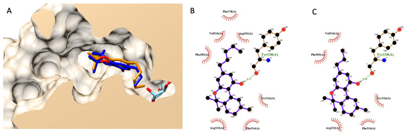 Molecular docking of THC and THCV. (A) presents a structural alignment of THC (dark blue), THCV (orange), and a native glucose ligand (light blue color) from a lateral cross-section of the glucosidase catalytic domain (PDB ID: 3a4a). (B,C) exhibit a 2D interaction diagram of THC and THCV with amino acids in the glucosidase catalytic domain.