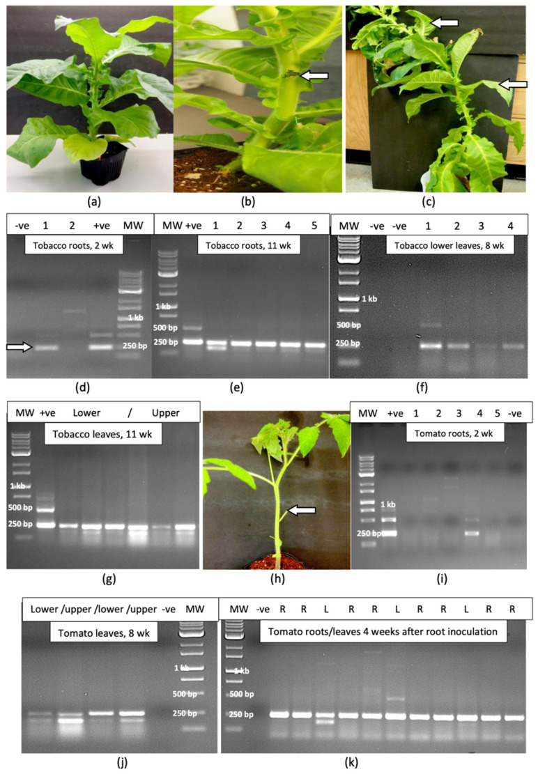 Artificial inoculation experiments conducted on tobacco (Nicotiana tabacum ’Samsun’) and tomato (Solanum lycopersicum ‘Celebrity’) plants. (a) Two-month old tobacco plant used for inoculations. (b) Infectious sap containing HLVd was introduced at the wound site where a leaf was removed (arrow). (c) Eleven week-old tobacco plant inoculated with HLVd was sampled at the points marked by arrows. (d) Detection of HLVd in the roots of one tobacco plant 2 weeks after inoculation at a petiole wound site as shown by the presence of a 256 bp band (arrow) that was absent in control plants. (e) Detection of HLVd in the roots of five tobacco plant 11 weeks after inoculation at a petiole wound site as shown by the presence of a 256 bp band. (f) Detection of HLVd in the lower leaves of four tobacco plants 8 weeks after inoculation at a petiole wound site as shown by the presence of a 256 bp band that was absent in control plants. (g) Detection of HLVd in the lower and upper leaves of three tobacco plants 11 weeks after inoculation at a petiole wound site as shown by the presence of a 256 bp band. (h) One month-old tomato plant used for inoculations showing the site of inoculation at a cut petiole (arrow). (i) Detection of HLVd in the roots of one out of five tomato plants 2 weeks after inoculation at a petiole wound site as shown by the presence of a 256 bp band that was absent in control plants. (j) Detection of HLVd in the lower and upper leaves of two tomato plants 8 weeks after inoculation at a petiole wound site as shown by the presence of a 256 bp band that was absent in control plants. (k) Detection of HLVd in the roots and lower leaves of four tomato plants 4 weeks after inoculation of the root system as shown by the presence of 256 bp bands.