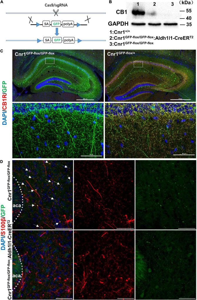 Generation and characterization of Cnr1GFP– flox/GFP– flox: Aldh1l1-CreERT2 mice. (A) Schematic diagram showing the generation of Cnr1GFP– flox/GFP– flox mice by insertion of loxp-SA-GFP-pA-loxp (GFP-flox) sequence into the intron of Cnr1 gene via the CRISPR/Cas9 system. (B) Western blotting showing the expression of CB1R in the nucleus accumbens of Cnr1+/+, Cnr1GFP– flox/GFP– flox, and Cnr1GFP– flox/GFP– flox: Aldh1l1-CreERT2 mouse brain. (C) Representative montage of the hippocampus showing the expression of CB1R in Cnr1GFP– flox/GFP– flox and Cnr1GFP– flox/+ mice. Scale bar: above, 500 μm; below, 50 μm. (D) Representative montage of the nucleus accumbens showing the expression of GFP and S100β in Cnr1GFP– flox/GFP– flox and Cnr1GFP– flox/GFP– flox: Aldh1l1-CreERT2 double-transgenic mice injected with tamoxifen. Arrows indicate the co-expression of GFP and S100β. Scale bar: 50 μm.