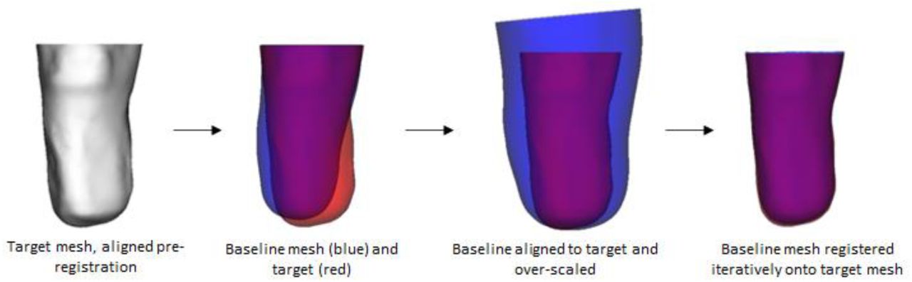 The main steps in registration (original, aligned, scaled and registered meshes, from left to right)