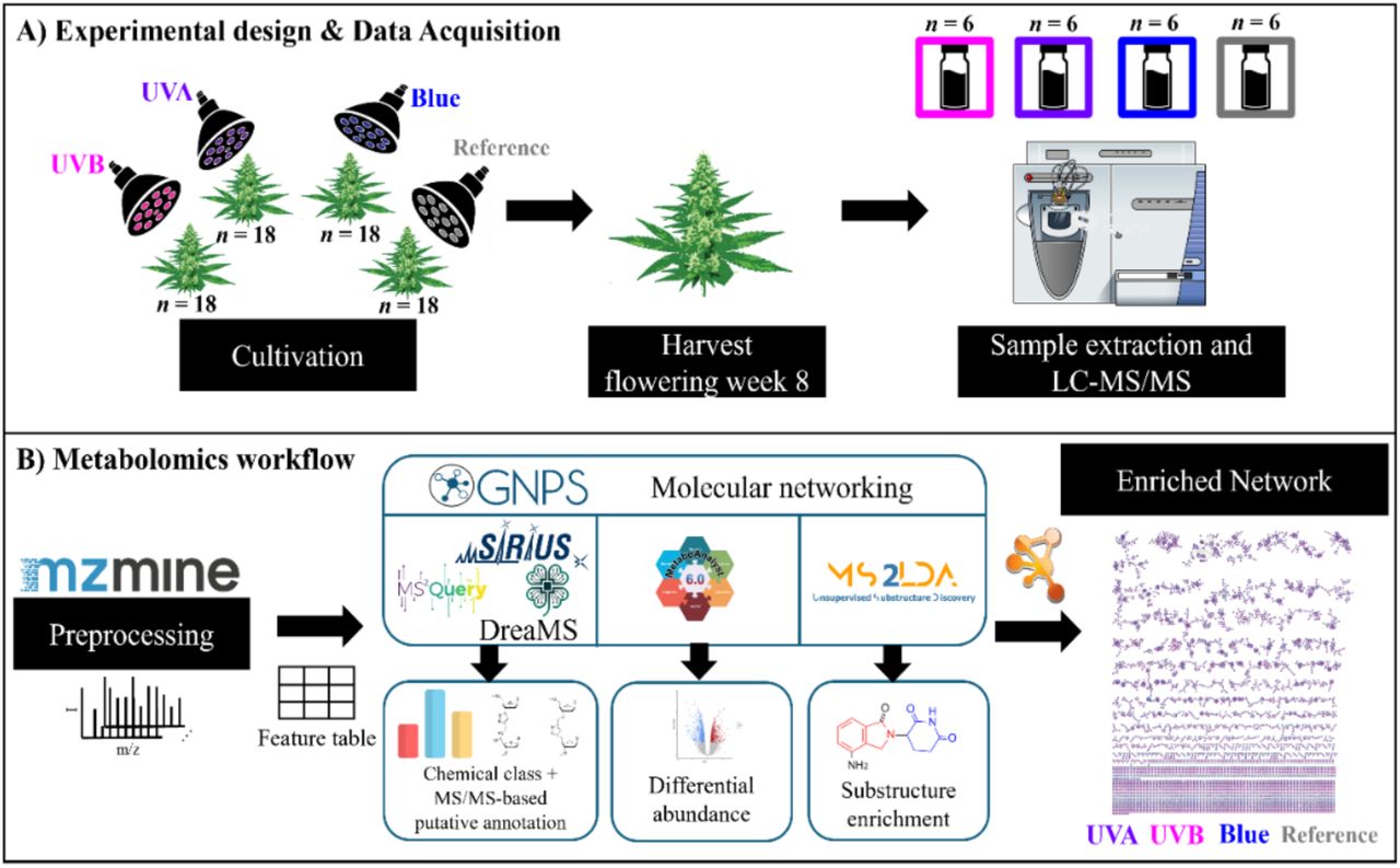 Comparative computational metabolomic workflow. Building on a previous short-wavelength experiment, A) cannabis plants were exposed to UVB, UVA, and blue light treatments, and inflorescence samples were taken eight weeks after the onset of flowering, followed by UPLC-MS/MS analysis. B) mzmine was used to preprocess and produce a feature table which was also complementarily used for GNPS FBMN and MS/MS-based putative annotation (SIRIUS/CANOPUS. MS2Query, DreaMS). Differential abundance analysis (MetaboAnalyst) and substructure discovery (MS2LDA) were also performed. Altogether, the results were integrated into an enriched network visualized in Cytoscape prioritizing flavonoid metabolites features.