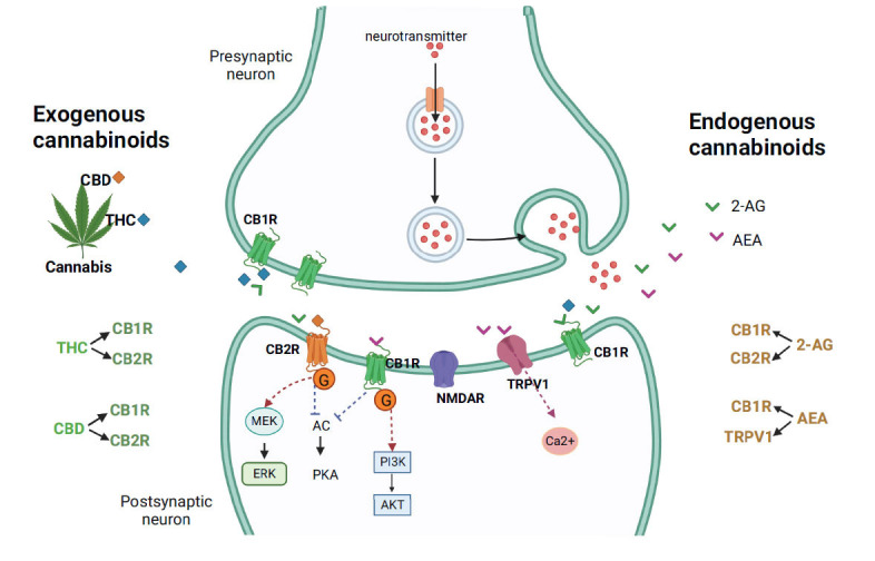 Exogenous and endogenous cannabinoid signaling. The endogenous cannabinoids include AEA and 2-AG, while endogenous cannabinoids mainly contain active ingredients of CBD and THC. CB1 and CB2 receptors can be activated by both exogenous and endogenous cannabinoids, which then inhibit AC and the downstream PKA signaling pathway by coupling with G protein. In addition, CB2 receptors mainly initiate MEK/ERK signaling after activation, while CB1 receptors mainly exert their effects through the PI3K/AKT signaling pathway. For endogenous cannabinoids, in addition to binding to CB receptors, AEA can also activate TRPV1 receptors. AC: adenylyl cyclase; AEA: anandamide; 2-AG: 2-arachidonoylglycerol; AKT: protein kinase B; CBD: cannabidiol; ERK: extracellular signal-regulated kinase; MEK: mitogen-activated protein kinase kinase; PI3K: phosphatidylinositol 3-kinase; PKA: protein kinase A; THC: tetrahydrocannabinol; TRPV1: transient receptor potential vanilloid.