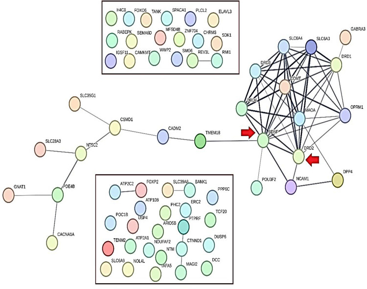 Illustrates STRING-MODEL of the 66 Pre-Primary Gene List (Pre-PGL) linked to Cannabis as predicted by the Protein-Protein Interactions (PPIs) network. There are two rectangular zones separated from the main network by red indicating the unconnected protein-coding genes. Also, red arrows highlight the potential roles of DRD2 and BDNF as linking members of GARS genes and Cannabis candidate genes.