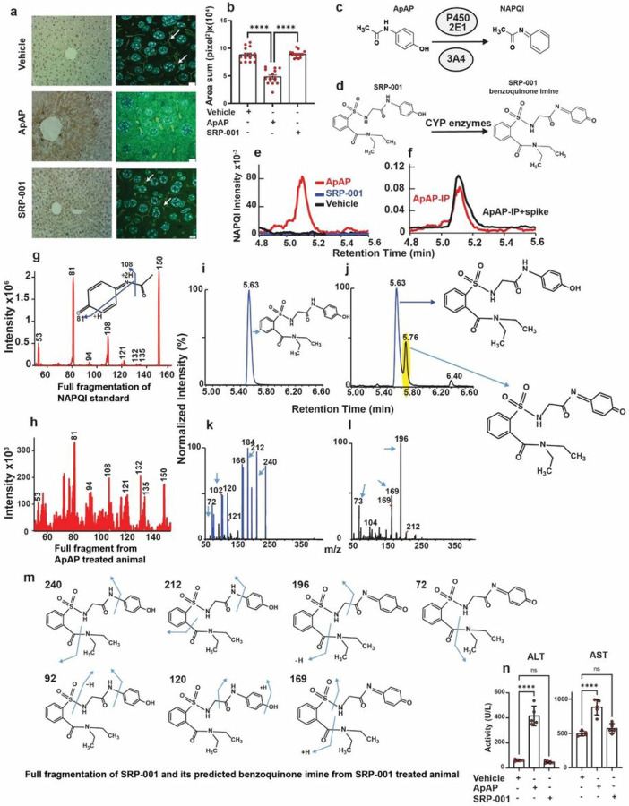 SRP-001’s absent hepatotoxicity is due to lack of NAPQI formation and maintenance of hepatic tight junction integrity.a, Nitrotyrosine-labeled hepatic sections from CD1 mice (100x, a, first column) demonstrate centrilobular hepatic necrosis following per os toxic doses (600 mg/kg) of ApAP, but not SRP-001 [(n=5) mice per treatment group]. Hepatic tight junctions (ZO-1 label [3D-stacking, 1000x] a, second column) present between hepatocytes reveal a clear “chicken wire” configuration (vehicle) and are disrupted with toxic doses of ApAP but not SRP-001. b, Quantification of the hepatic tight junctions by ZO-1 staining. Unbiassed image analysis after confocal microscopy using CellSens software calculating the sum area of pixel2 of the green channel staining ZO-1. There is a marked decrease in ZO-1 in ApAP-treated liver sections compared to vehicle and SRP-001, wherein ZO-1 staining is preserved. c, ApAP is metabolized by oxidation into NAPQI by CYP P450 2E1 and 3A4. d, Possible oxidation of SRP-001 to the corresponding N-acyl-p-benzoquinone imine by CYP enzymes. e, ApAP-treated (red) but not SRP-001-treated (blue) mice produce the hepatotoxic metabolite NAPQI. Serum NAPQI peak is shown at 5.1 min on the chromatogram. NAPQI peak appears after IP-injection with ApAP but not SRP-001 (600 mg/kg). f, ApAP-IP sample (red) with a standard NAPQI spike (black) demonstrates the same chromatographic retention time. g, Full fragmentation pattern of the NAPQI standard and its likely fragments. h, The full fragmentation spectrum from IP-ApAP sample’s NAPQI peak. Note: The spectrum matches well to the standard in g. i-l, LC-MS/MS retention time peak at 5.63 demonstrates SRP-001 (i) as it matches the full fragmentation pattern of SRP-001 from an ip-injected SRP-001 animal showing its fragmentation peaks (k); similarly, retention time 5.76 demonstrates the benzoquinoimine produced by SRP-001 (j); and (l) the resulting fragmentation pattern of the N-acyl-p-benzoquinone imine of SRP-001. m, Structures matching full fragmentation pattern peaks of SRP-001 and its predicted benzoquinoimine. n, Toxic doses (600 mg/kg) of ApAP but not SRP-001 lead to an increase in the liver transaminases ALT and AST of CD-1 mice (n=5) per treatment group.