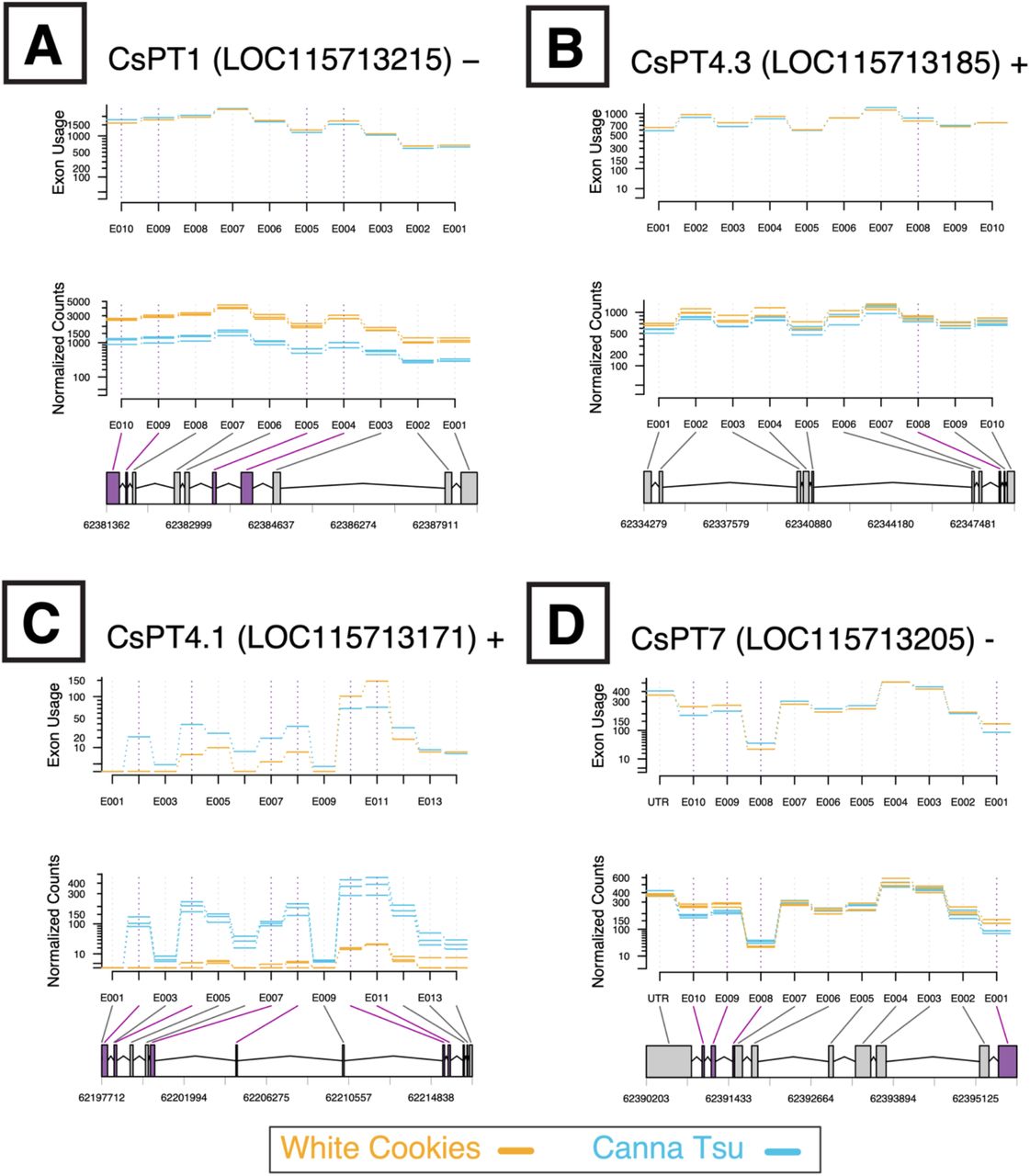 Differential exon usage diagrams for different CBGAS-like genes. The high-THC variety ‘White Cookies’ is shown in yellow, and the high-CBD variety ‘Canna Tsu’ is blue. Exons shaded in purple have significant differences in relative expression (i.e. ‘usage’) between varieties (FDR < .05), independent of any gene-level differences in expression. Normalized read counts for each sample are shown in the middle section, while bottom sections show gene structure and location on chromosome X (NC_044370.1) of four of the five CBDAS-like genes from the cs10 reference assembly: A) CsPT1; B) CsPT4.3; C) CsPT4.1; and D) CsPT7