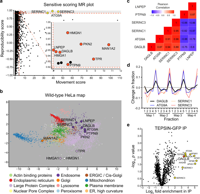 Sensitive analysis of Dynamic Organellar Maps identifies DAGLB as an AP-4 cargo protein.a Dynamic Organellar Maps of AP4B1 knockout (KO) and AP4E1 KO HeLa cells were compared to maps of wild-type HeLa cells (each in duplicate, totalling four comparisons). Sensitive statistical scoring was used to detect proteins with a significantly altered distribution in the AP-4 KO cells that were not detected in a previous stringent analysis2 (see Methods for details). For 3926 proteins profiled across all maps, the ‘MR’ plot displays the median magnitude of shift (M) and the mean within-clone reproducibility of shift direction (R). The known AP-4 cargo proteins, ATG9A, SERINC1 and SERINC3 (marked in yellow), were identified with high M and R scores, as expected. The inset plot displays 8 additional hits (marked in red) whose subcellular localisation was significantly and reproducibly shifted in the AP-4 KO lines, with a false discovery rate of ~25%. Proteins that passed the M and R cut-offs but had poor across-clone reproducibility were not considered as hits (marked in black). b The hits from (a) are highlighted on a principal component analysis (PCA)-based visualisation of a deep Dynamic Organellar Map of wild-type HeLa cells19 (combined data from six replicate maps [http://mapofthecell.biochem.mpg.de/]. Each scatter point represents a protein and proximity indicates similar fractionation profiles. Colours indicate subcellular compartment assignment by support vector machine-based classification (white indicates compartment unassigned). Three hits, DAGLB, PTPN9 and LNPEP, map to the endosomal cluster (dark purple), like known AP-4 cargo proteins. c Heat map showing pairwise Pearson correlations between the shift profiles (abundance distribution profiles from knockout maps subtracted from the profiles from control maps) of DAGLB, ATG9A, SERINC1, SERINC3, PTPN9 and LNPEP. d The shift profiles of DAGLB, ATG9A, SERINC1 and SERINC3 are highly correlated, making DAGLB a strong new candidate AP-4 vesicle protein. Maps 1 and 2 are AP4B1 KO maps subtracted from wild-type maps; Maps 3 and 4 are AP4E1 KO maps subtracted from wild-type maps. Fraction numbers 1-5 refer to increasing centrifugation speeds. e High-sensitivity low-detergent immunoprecipitations (IP) from HeLa cells stably expressing the AP-4 associated protein TEPSIN-GFP were analysed by SILAC-based quantitative mass spectrometry2. Data were analysed in comparison to mock immunoprecipitations from wild-type HeLa cells with a two-tailed one sample ratio t test against 0 (each in triplicate, n = 3). DAGLB (marked in red) was highly enriched along with known AP-4 vesicle proteins (marked in yellow). Source data are provided as a Source Data file.
