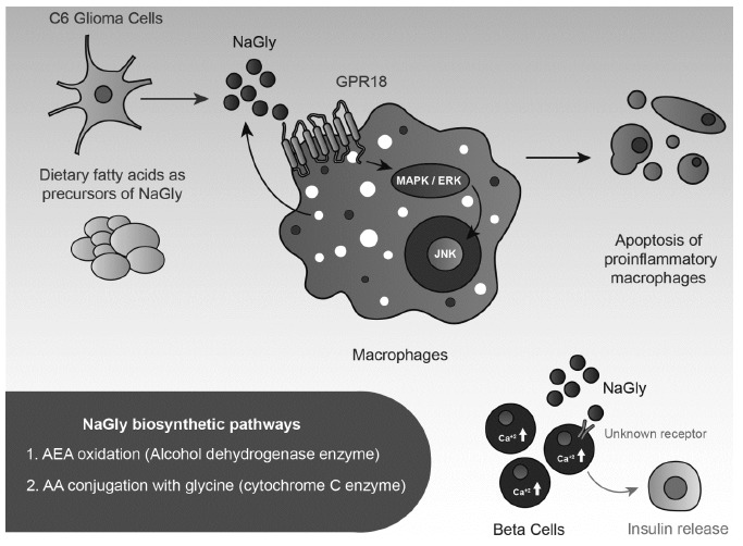 Anti-inflammatory actions of GPR18 bafter stimulation by NaGly. NaGly may be produced by macrophages and C6 glyoma cells and/or from dietary fatty acids Bradshaw et al. [162]. NaGly activates MAP/ERK/JNK and mitochondrial signaling pathways via GPR18 for inducing apoptosis of proinflammatory macrophages Takenouchi et al. [140]. In beta cells, NaGly increases intracelullar calcium and induce insulin release through an unknown receptor Ikeda et al. and Takenouchi et al. [163, 164]. NaGly synthesized by two independent ways Bradshaw et al. [162].