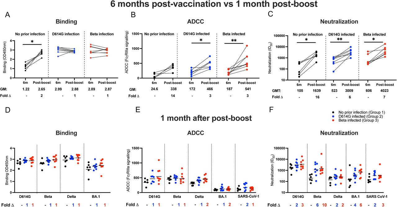 The antibody response after an Ad26.COV2.S booster dose.Antibody responses were measured at 6 months post-vaccination and compared to responses at one month after a homologous boost. Plasma samples from patients with either no prior infection (black), infected with D614G (blue), and infected with Beta (red) were tested for binding (A), antibody-dependent cellular cytotoxicity (ADCC) activity (B) and neutralization (C) to the D614G variant. Geometric mean values are shown below the graphs. Binding antibodies were quantified by OD450nm values, ADCC activity was measured in FcγRIIIa signaling and neutralization was indicated by ID50 values. All experiments were performed in duplicate. The Wilcoxon matched-pairs signed rank test was used to determine statistical significance between the 6 months post-vaccination and one month post-boost time points. Significance is shown as: **p<0.01, *p<0.05. Binding (D), ADCC activity (E) and neutralizing (F) responses between groups were tested one month after the booster dose. Plasma activity was tested against the D614G, Beta, Delta and BA.1 variants and SARS-CoV-1. Fold changes are shown below the graphs. All experiments were performed in duplicate. Statistical significance between the different groups was determined using the Kruskal-Wallis test with Dunn’s correction for multiple comparisons. None of the comparisons were statistically significant.