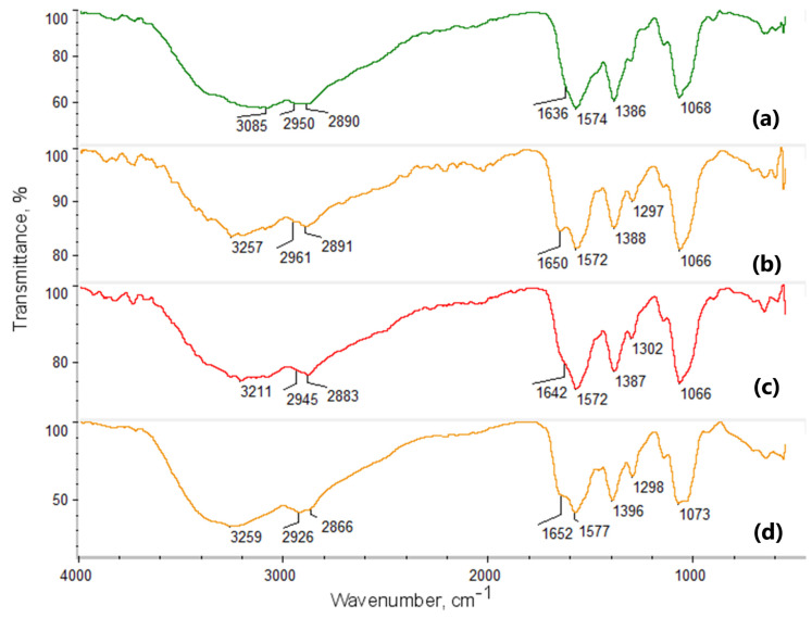 FTIR spectra of chitosan biomaterials modified with CBD/Au/PVP NPs: (a) sample 5; (b) sample 6; (c) sample 7; (d) sample 8.
