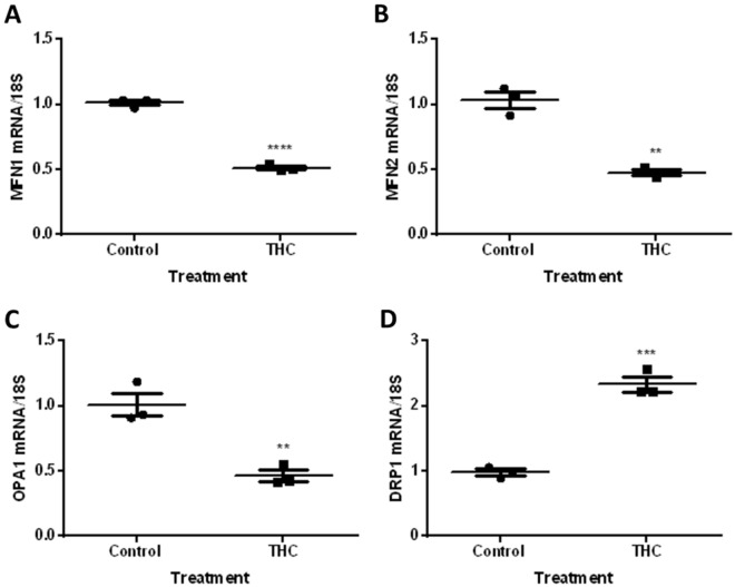 Mitochondrial fusion and fission transcripts are altered in response to 20 µM THC in HTR8/SVneo cells. Summary histograms are shown of relative MFN1 (A), MFN2 (B) OPA1 (C) and DRP1 (D) transcript expression in each treatment group following 48 h of THC treatment which were normalized to 18S, then compared to the gene in the vehicle control group. Significant differences were determined by Student’s t-test. Individual data points are presented, the mean represented by the horizontal lines ± SEM (n = 3). **** P < 0.0001 (A), ** P < 0.01 (B,C), *** P < 0.001 (D).