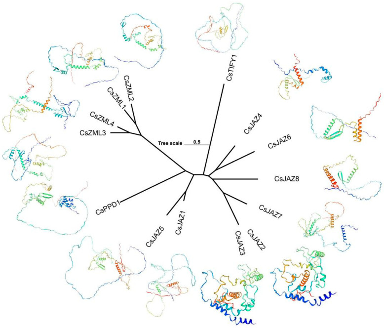 Protein structure of TIFY in C. sativa.