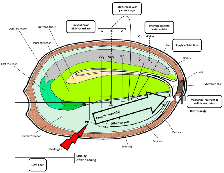 A schematic representation of potential interactions between the embryo and envelopes regulating cannabis seed germination and dormancy. GA: gibberellic acid; Pfr: far-red light photoreceptor phytochrome; ABA: abscisic acid; Inh: inhibitor.