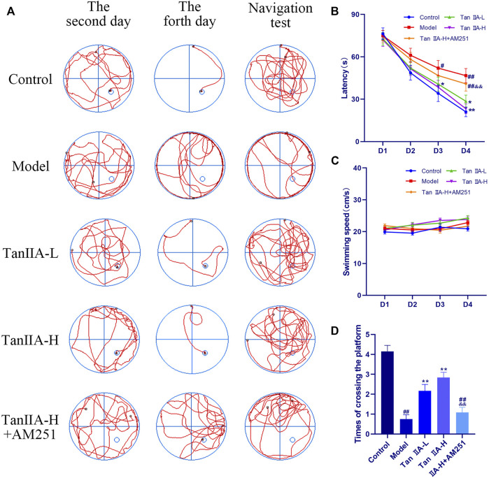 Morris water maze experiment. (A) Swimming trajectory of rats on the second day, fourth day and navigation test. (B) Latency on Day4: model (##p < 0.01) vs. control; Tan IIA-L + AM251 groups (##p < 0.01) vs. control; Tan IIA-L (*p < 0.05) vs. model; Tan IIA-H (**p < 0.01) vs. model. Tan IIA-L + AM251 groups (&&p < 0.01) vs. Tan IIA-L groups. (C) Swimming speed of rats: no significant difference (p > 0.05). (D) Times of crossing the platform: model (##p < 0.01) vs. control; Tan IIA-L + AM251 groups (##p < 0.01) vs. control; Tan IIA-L (**p < 0.01) vs. model; Tan IIA-H (**p < 0.01) vs. model; Tan IIA-L + AM251 groups (&&p < 0.01) vs. Tan IIA-L groups.