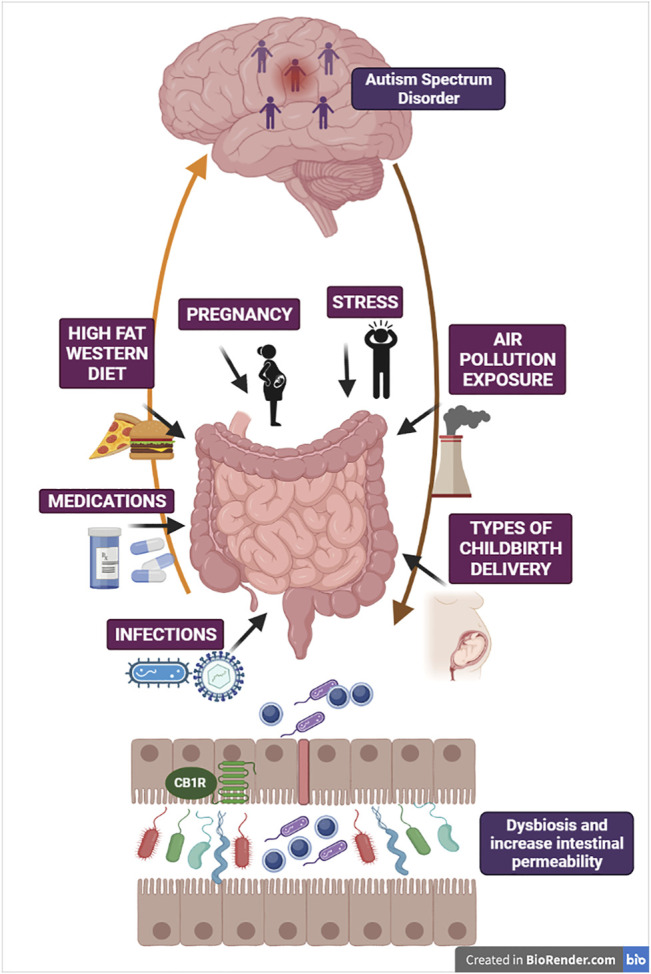 The figure illustrates some critical mechanisms involved in derangement of gut microbiota ecosystem as potential threats increasing susceptibility to ASD. Gut microbiota and brain are reciprocally interconnected via multiple neural, endocrine and immune bidirectional pathways. Here are schematized brain-gut efferent pathways (e.g., HPA axis, autonomic nervous system) and gut-to-brain afferent pathways (e.g., vagal innervation and enteroendocrine signaling). Changes in gut microbiota composition and dysbiosis can be attributed to multiple threats, such as deleterious obesogenic diets (Western diet/high-fat diet), psychosocial and physical stressors, chronic medications due to medical co-morbidities, infections of multiple origins and exposure to air pollution. These environmental challenges may be viewed as pathogenetic factors not only after birth, during postnatal neurodevelopment, but also during maternal gestation with relevance for infections occurring during pregnancy and the different types of childbirth delivery. Under the pressure of multiple threats, abnormal gut function and dysbiosis with pathobiont overgrowth may became the prevalent inflammatory condition, thus altering brain-gut axis reciprocal signaling and brain response. In turn, progressive loss of intestinal barrier function and consequent leaky gut increases the transfer of detrimental bacterial components to systemic circulation, intensifying chronic inflammation and susceptibility to ASD. The figure also depicts CB1 receptors located at the intestinal epithelium, in proximity with neuroendocrine cells, which imply the role of eCB machinery in the regulation of gut barrier integrity.