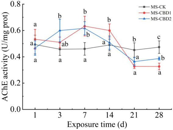 Effects of carbendazim on acetylcholinesterase activity of earthworm in the manured soil. MS-CK, MS-CBD1 and MS-CBD2 indicated 0, 1 and 2 mg/kg carbendazim treatment in the manured soil, respectively. The different letters above the curves indicate a significant difference (p < 0.05) based on variance analysis. The error bars represent the standard errors of the mean of triplicate samples.